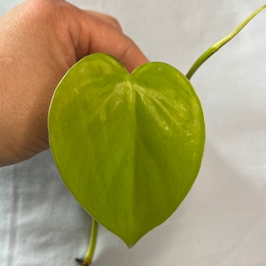 May include: A vibrant, heart-shaped, chartreuse leaf with a smooth texture. The leaf is held against a white background, showcasing its bright color and delicate veins. The stem is visible, adding to the natural aesthetic.