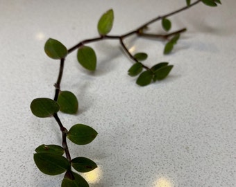Callisia Repens Cutting: Unrooted Tropical Houseplant