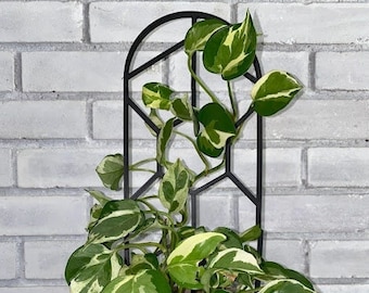 May include: A variegated plant with green and white leaves growing up a black metal trellis. The plant is in a brown pot with a saucer.