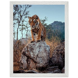 Puede incluir: Impresión enmarcada que presenta un majestuoso tigre de pie sobre una gran roca. El tigre tiene rayas naranjas y negras, con una mirada enfocada. El fondo incluye árboles, follaje y un cielo azul.