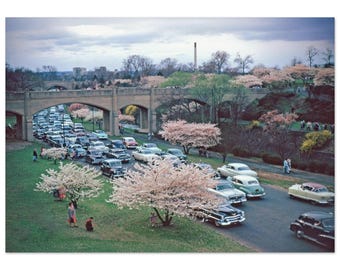 Photo Print 1950s Newark NJ Branch Brook Park Pedestrian Bridge and Cherry Blossoms, Vintage Cars Traffic Wall Art Decor Fifties Poster