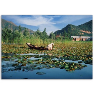 Photo Print 1970s Kashmir, Tending Water Lilies on a Lake with a Blue Sky, Vintage Wall Poster Himalayan Travel Northern Gift Idea India