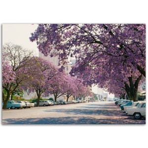 Impresión fotográfica de los años 70 en Salisbury con árboles de jacarandá, Rhodesia (Harare, Zimbabue), póster de arte de pared vintage, decoración para el hogar y la oficina, regalo de África de los años setenta