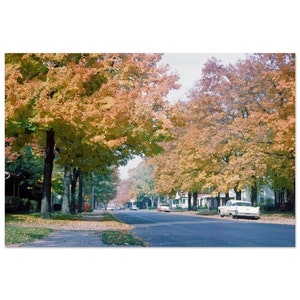 Photo Print 1950s American Neighborhood, Fall View of a Tree Lined Street Vintage Wall Art Home Office Decor Poster Fifties Residential Life
