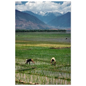 Photo Print 1970s India Kashmir Valley Rice Farming, Snowy Mountain Peaks, Vintage Wall Art Poster Home Office Scenic Himalayan Decor Gift