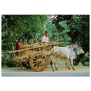 写真プリント 1970 年代 インドの田舎の牛車 男性と女性、マディヤ プラデーシュ州、ヴィンテージ ウォール アート ホーム デコレーション ポスター ユニークなギフト 田舎