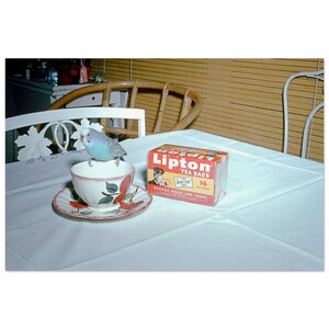 May include: A light blue budgerigar perched on the rim of a white ceramic teacup with a red and green fruit pattern, sitting on a matching saucer next to a rectangular box of Lipton tea bags labeled Orange Pekoe and Pekoe with 16 tea bags.