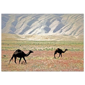 Impresión fotográfica de la década de 1970 Paisaje de Afganistán, camellos con montañas, cartel de arte de pared vintage decoración del hogar setenta viajes regalo de la herencia afgana