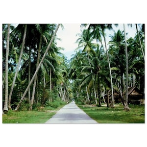 Impresión fotográfica de los años 60: Vista serena de palmeras de coco en la Malasia rural. Póster vintage de los años sesenta. Arte de pared para decoración del hogar y la oficina. Idea de regalo ecológica y pacífica.