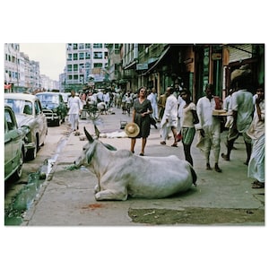 Photo Print 1960s Calcutta, Western Lady, Cow, Street Scene, India, Vintage Wall Art Home Decor Poster West Bengal Unique Oddball Gift Idea