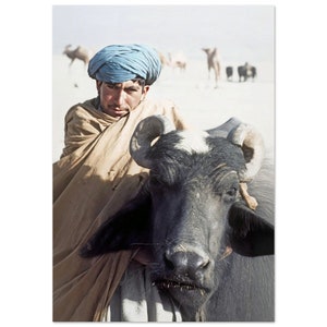 Impresión fotográfica de los años 70 Afganistán Kandahar, Hombre con retrato de búfalo de agua, Póster vintage de los años 70 Arte de pared Decoración para el hogar y la oficina Regalo patrimonial