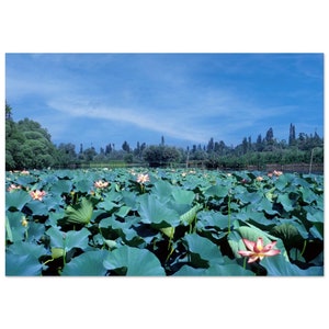 Photo Print 1960s Kashmir Lake with Lotus Flowers India, Vintage Wall Decor Art Poster Home Office Decor Sixties Travel Hippie Trail Gift