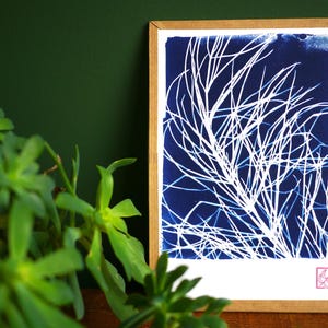 Cyanotype artisanal encadré à la main A5 Prêle des champs