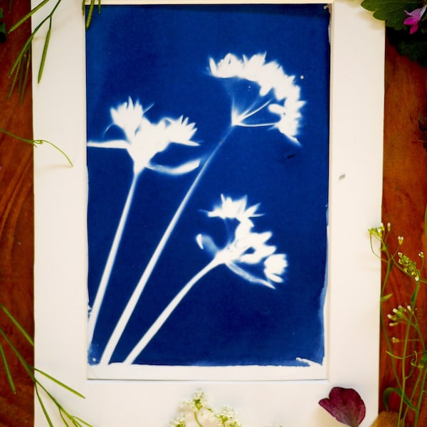 Illustration cyanotype format A6 à encadrer pour décoration murale - botanique - fleurs d'ail des ours