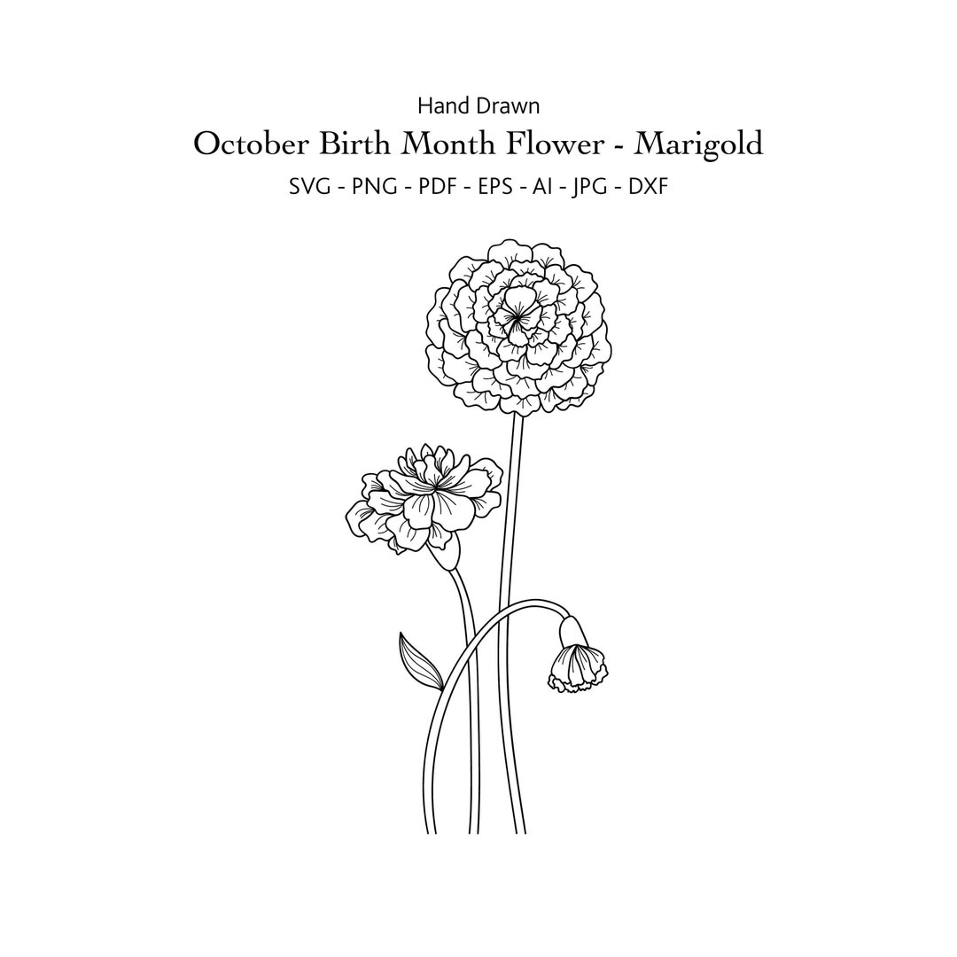 October Birth Month Flower Svg Hand Draw Marigold Svg - Etsy