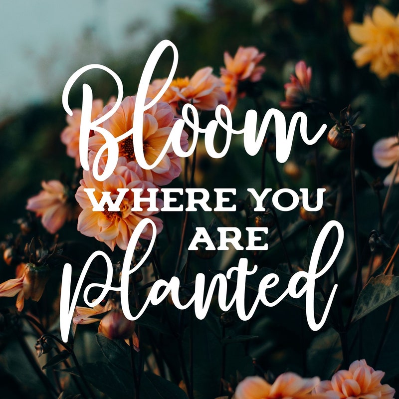 Car, Where Are You Etsy