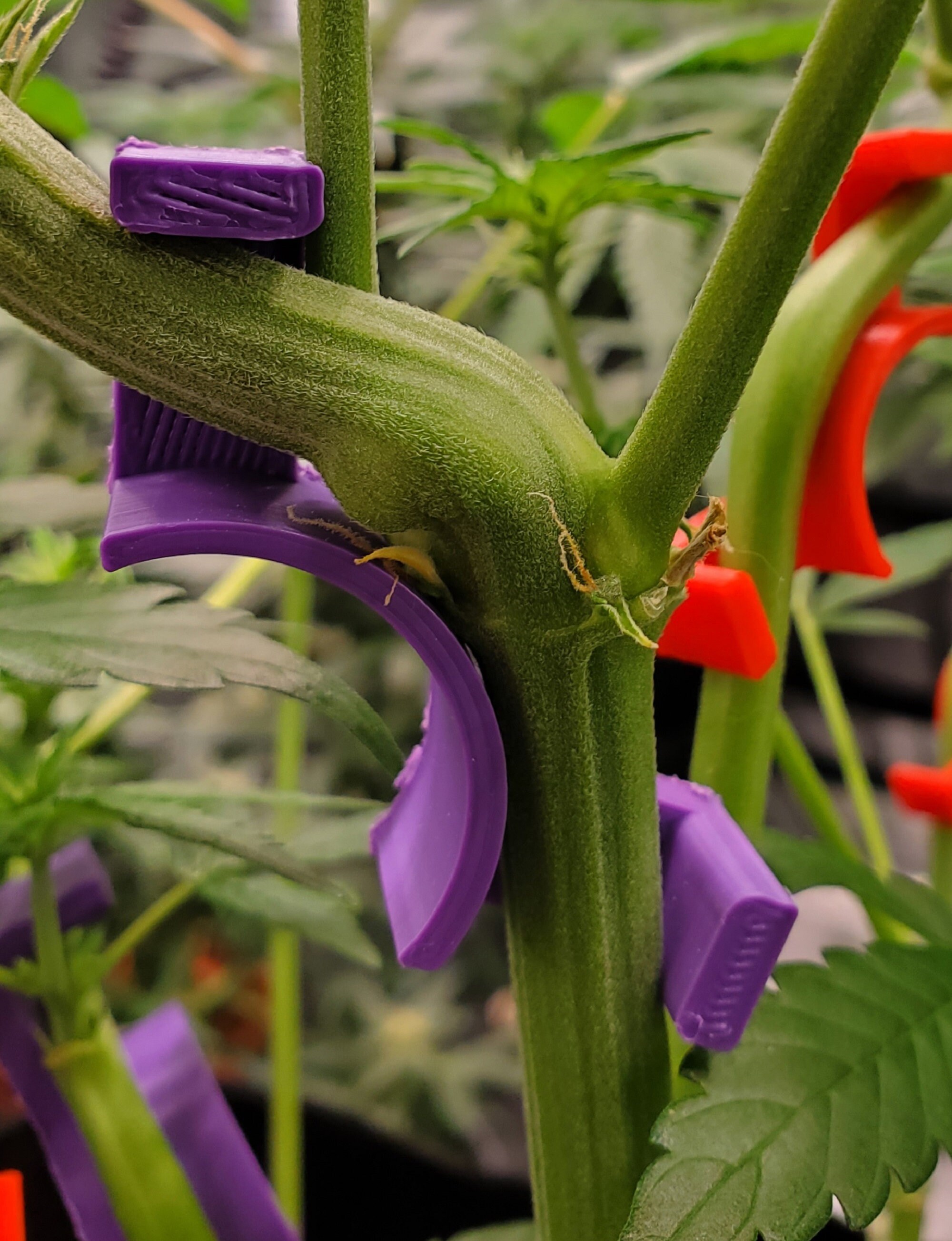 thumbnail image 2 of 90° Plant Bender Clips - Reusable Low Stress Training LST - Choose 100/200/300 USA 2 of 6