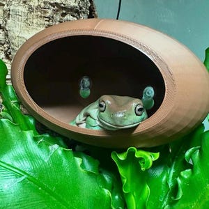 Peut inclure: Une grenouille verte regarde depuis un abri brun de forme ovale. Les yeux de la grenouille sont visibles, entourés d'un feuillage vert luxuriant. L'abri est niché parmi les feuilles.