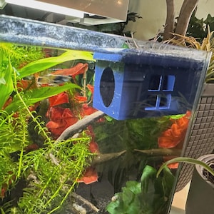 Può includere: Decorazione blu per acquario a forma di casetta, con un'apertura circolare e una finestra. L'ornamento è parzialmente immerso in un acquario pieno di piante acquatiche verdi e rosse. Sono visibili piante in vaso nelle vicinanze.