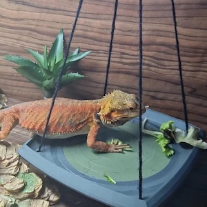 以下が含まれることがあります： オレンジと茶色のヒゲトカゲが、緑と灰色の表面を持つ吊り下げ式のプラットフォームで休んでいます。プラットフォームは黒いコードで吊り下げられています。背景には緑色の植物があります。