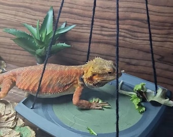 Bearded Dragon Swing with Strong Sticky Hook | Reptile Hammock Swing | Lizard Enrichment Toy