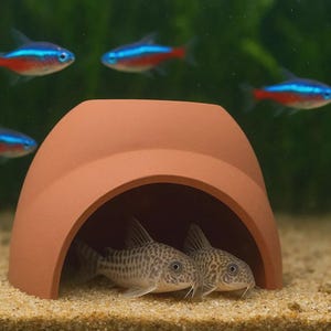 Peut inclure: Scène d'aquarium avec plusieurs néons aux marques bleues et rouges vives nageant près d'une grotte en terre cuite. Deux poissons-chats Corydoras sont à l'intérieur de la grotte, se reposant sur le substrat sableux.