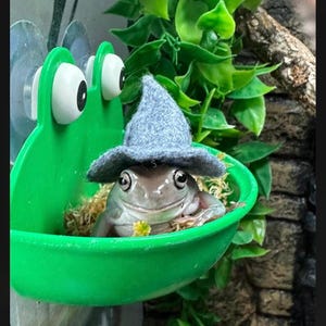 Frog Dish Ledge – Reptile Habitat with Suction Cups