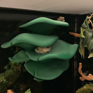 Può includere: Un terrario con piattaforme verdi a forma di fungo impilate. Due raganelle sono appollaiate sulle piattaforme. Lo sfondo è scuro, con un po' di vegetazione e una parte superiore strutturata.