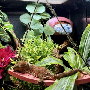 May include: A brown gecko rests on a small red hammock inside a terrarium. The terrarium is decorated with green plants, a pink shelter, and a large red flower. The gecko's habitat is well-lit and appears to be a comfortable environment.