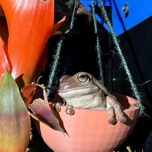 May include: A light brown frog sits in a small, peach-colored hanging planter. The frog's eyes are open, and its front legs are resting on the planter's edge. The planter is suspended by green twine, with orange and green plants in the background.