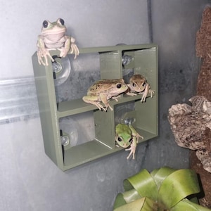 May include: Four tree frogs in shades of green and brown are positioned on a green, square, multi-compartment shelf. The shelf is fixed to a glass surface with suction cups. The frogs are in a terrarium environment.