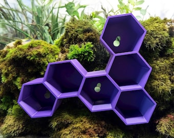 The Frog Ledge you NEED - The HeX ledge - 32 Colors! Perfect for Gecko, Lizard, Snake, Frog Tank Decor