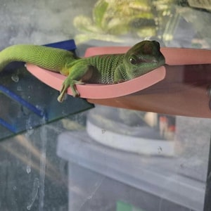 May include: A green gecko rests on a pink and brown reptile hammock inside a glass enclosure. The gecko's tail extends to the left, and its body is striped. The hammock is supported by blue and brown structures.