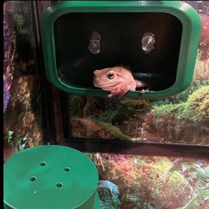 May include: A pale pink frog emerges from a dark green, rectangular enclosure with suction cups. The frog's eyes are visible, and it appears to be in a terrarium with a backdrop of green foliage. A green, circular object is in the foreground.