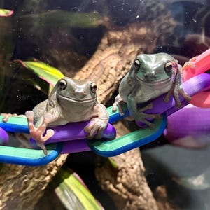 May include: Two pale green tree frogs sit on a colourful plastic chain. The chain links are purple, pink, blue, and green. The frogs are smiling, with their eyes open. The background includes green leaves and a brown branch.