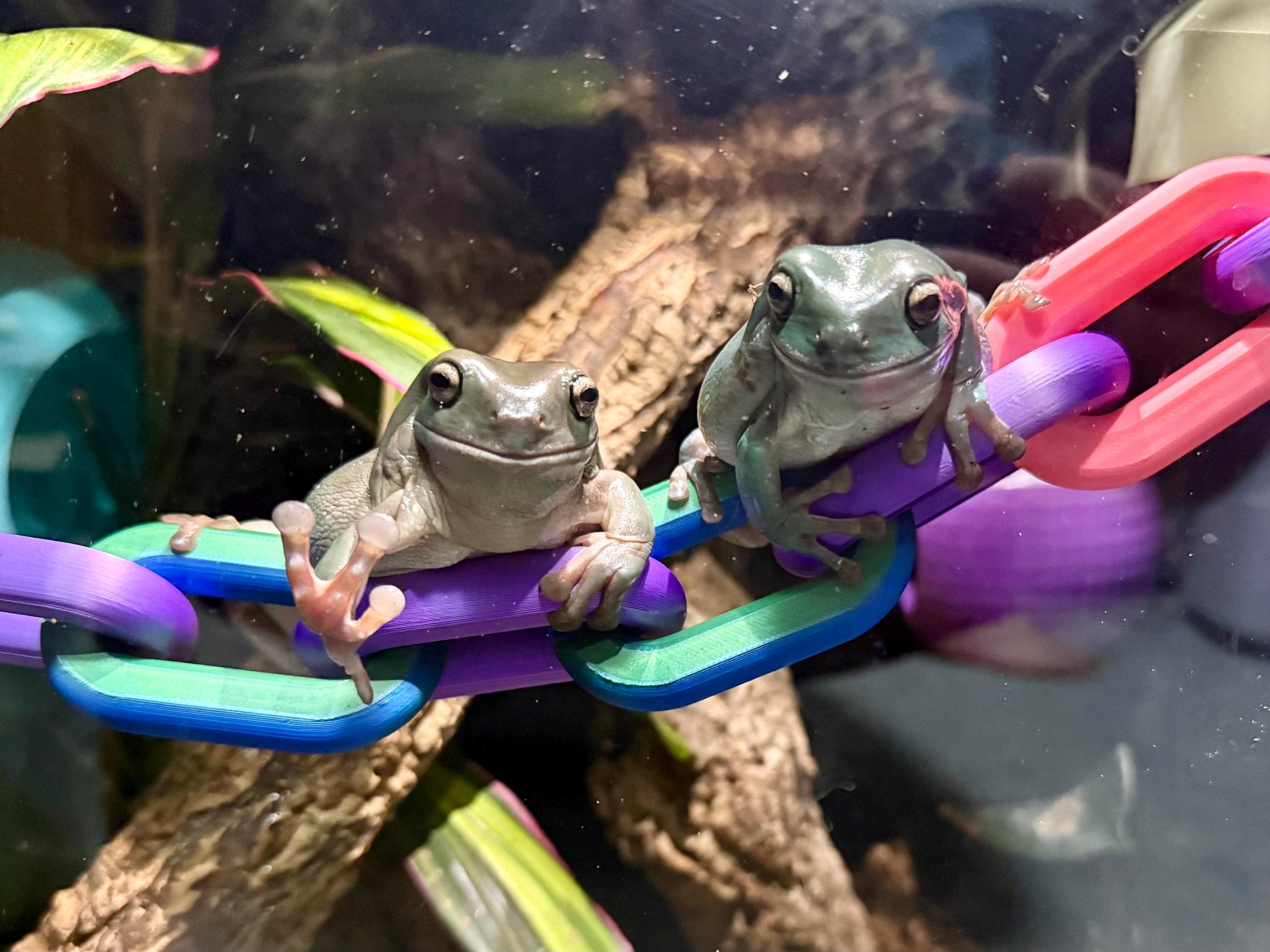 Reptile and Frog Chain Link Bridge – Available in 3 Sizes | Perfect for ...