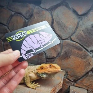 Könnte beinhalten: Eine Bartagame liegt auf einem Felsen, daneben wird eine UV-Sensor-Karte gehalten. Die Karte zeigt eine lila Chamäleon-Illustration und den Text "NOMOY PET REPTILE UV SENSOR". Die Echse hat eine orange und gelbe Färbung.