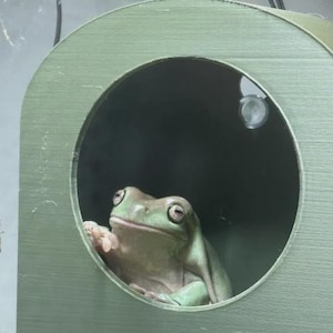 FROG & GECKO Jelly Bean Hide for Geckos, frogs, day geckos, strong suction.