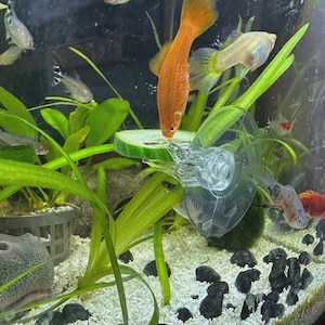 Op de afbeelding: Een aquariumscène met verschillende kleine vissen in verschillende kleuren, waaronder oranje, zilver en zwart-wit met patronen. Groene waterplanten en zwarte stenen zijn zichtbaar op de bodem. Een plakje komkommer is aan het glas bevestigd.