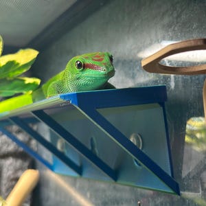 XL Simple Reptile Ledge, Shelf, Basking Platform for Geckos, frogs, day geckos, strong suction.
