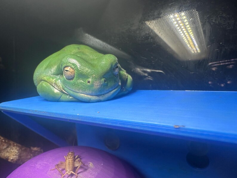 Simple Frog Amphibian Ledge, Shelf, Basking Platform for Geckos, Frogs ...