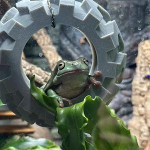 以下が含まれることがあります： 緑色の葉の上に止まっている緑色の木のカエル。上には灰色の歯車型の装飾が吊り下げられています。カエルは茶色の足をしており、カメラを見ています。背景には岩や植物のあるテラリウムがあります。