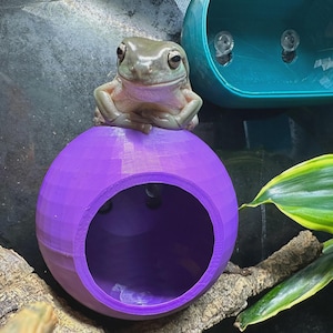 Può includere: Una rana arboricola verde è seduta sopra un rifugio sferico viola con una grande apertura. Il rifugio fa parte di un habitat per rettili, con altri accessori colorati e fogliame visibile sullo sfondo. La rana è il punto focale.