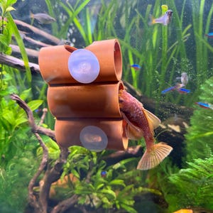 May include: An aquarium scene featuring a terracotta-colored cave structure with suction cups, housing a reddish-pink fish. The tank is filled with lush green plants and several small, colorful fish. The water is clear, and the scene is well-lit.