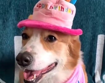 Verjaardagshoedje hond roze of blauw | Verstelbare feestmuts voor puppy's | Schattige huisdierverjaardagsoutfit | Verjaardagsaccessoires hond | Fotorekwisiet voor puppy's
