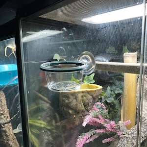 Peut inclure: Une coupelle d'alimentation pour reptile en plastique transparent avec un bord vert foncé est fixée à la vitre d'un terrarium à l'aide d'une ventouse. Le terrarium contient également un bol d'eau, des plantes et une branche en bois.
