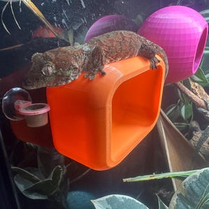May include: A brown and tan gecko rests on an orange, 3D-printed, square-shaped hide. A pink hide is in the background. The gecko is in a terrarium with green plants and a small feeding dish.