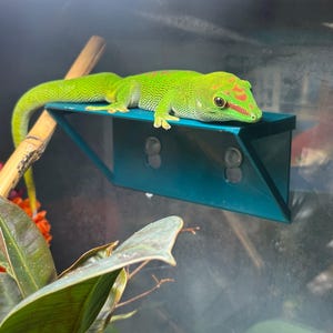 Einfache Reptilien Leiste, Regal, Basking Plattform für Geckos, Frösche, Taggeckos, starker Sog.