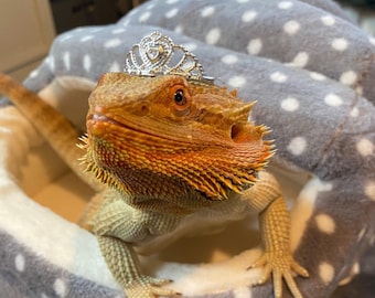 Prinzessin für den Tag - Reptilien, Hamster, Schlange, Frosch TIARA - Reptilien Hut