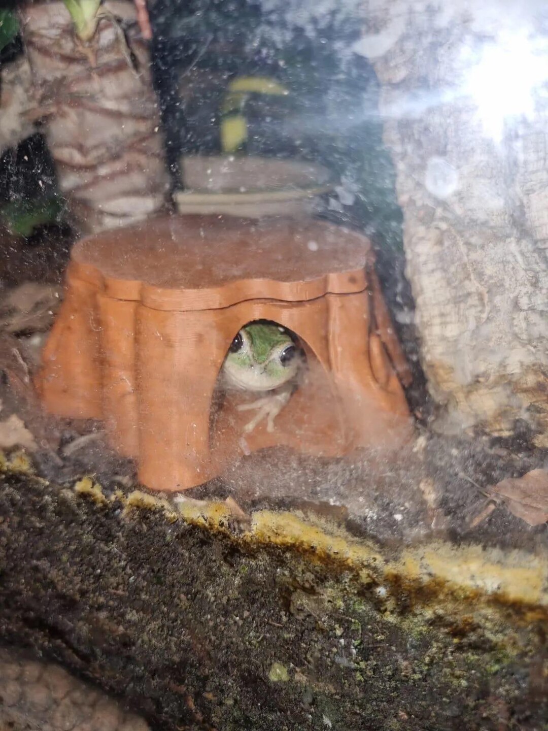 Dart Frog Hide, the Dart Frog Retreat - Poison Dart Frog Hide With ...